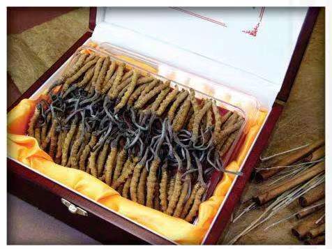 綦江冬虫夏草回收